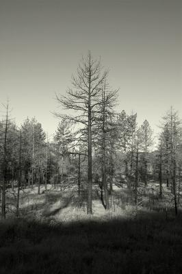 Burning Tree