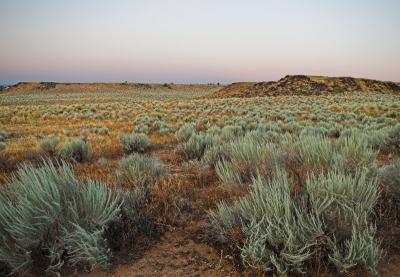 [3rd] Desert Sage (Mark Eaton - SWEngineer)