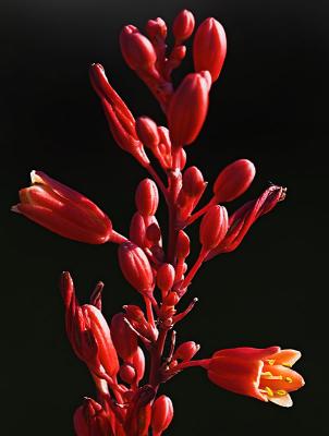 Red Yucca Blossoms