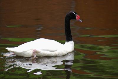 A swan
