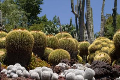 Cactus Landscape