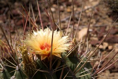 Desert Flower