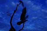 birds from clay