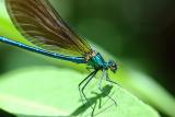 Agrion virgo