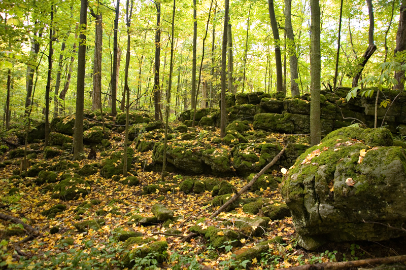 Crawford Lake Moss.jpg