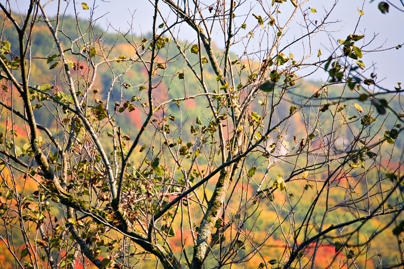 Crawford Colour
