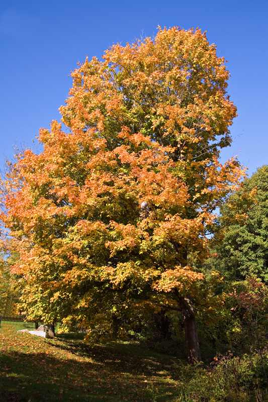 Crawford Lake5.jpg
