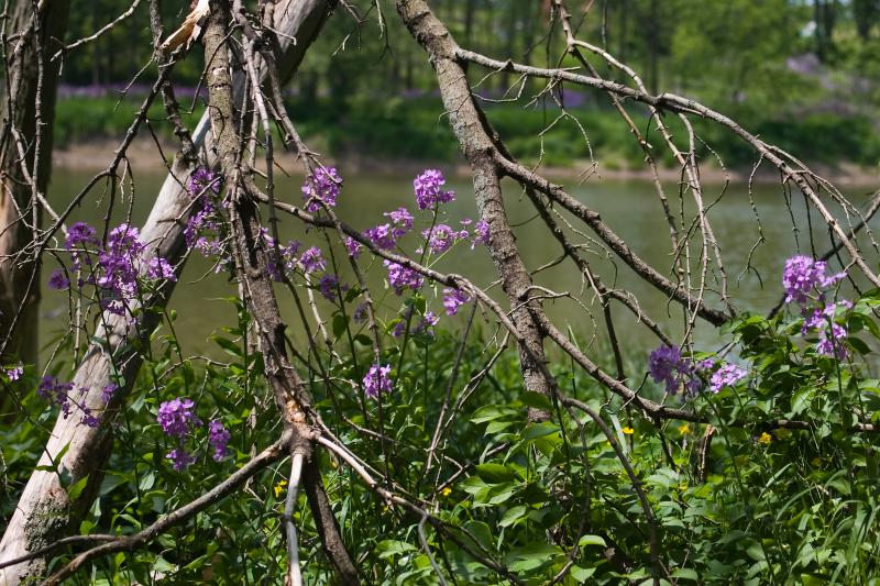 By the River.jpg