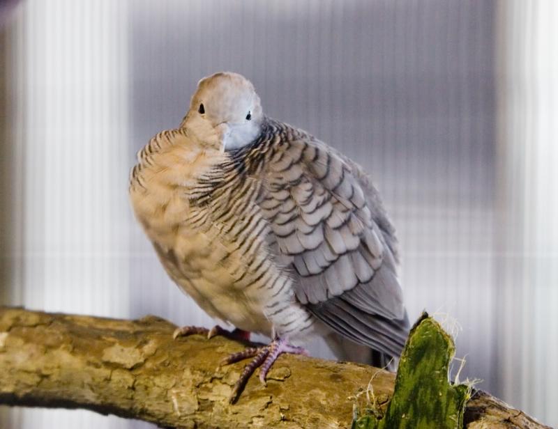 Zebra Dove.jpg
