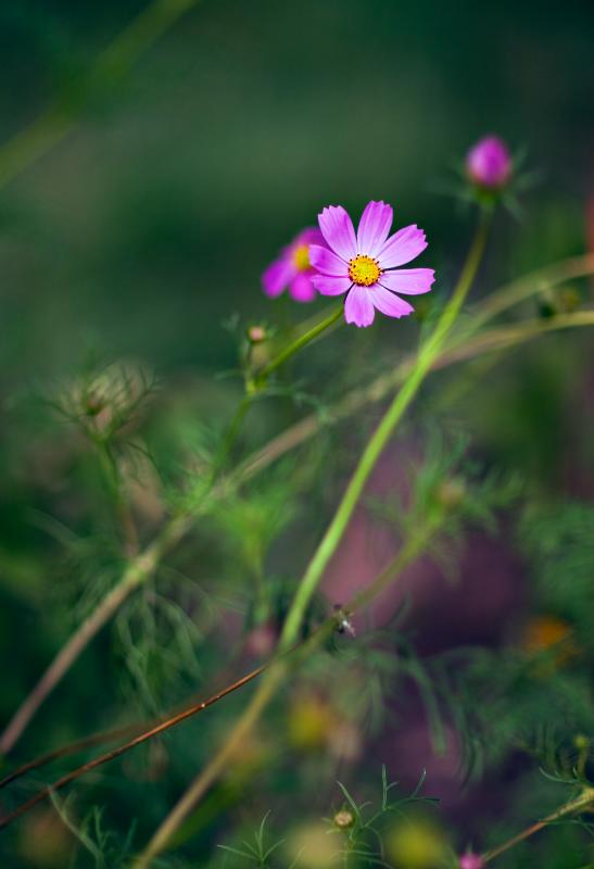 Bright Flower.jpg
