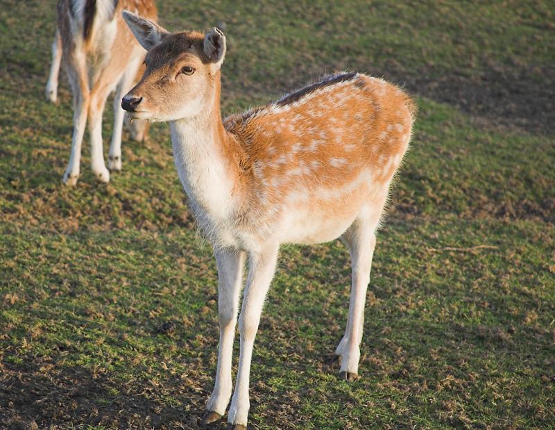 Deer.jpg