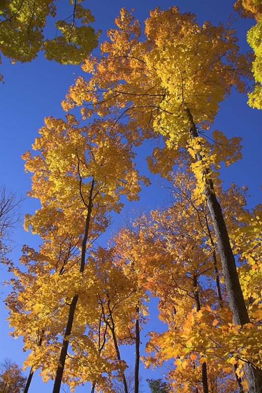 Oakville Wood