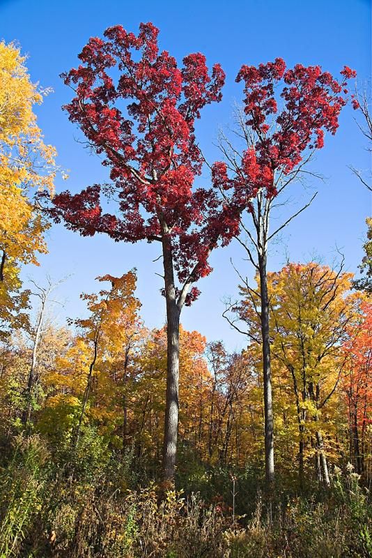 Oakville Wood