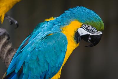 Macaw.jpg