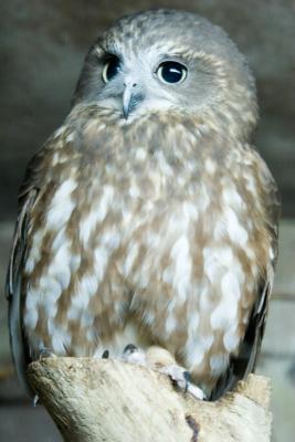 Owl.jpg