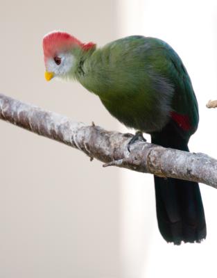 Red Crested Turaco.jpg