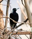 Australian Singing Crow.jpg