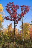 Oakville Wood