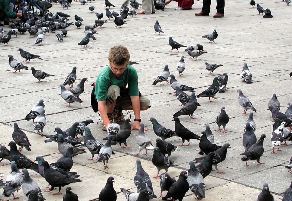 Birds