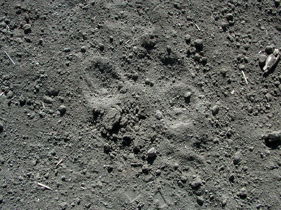 Look around - mountain lion was here