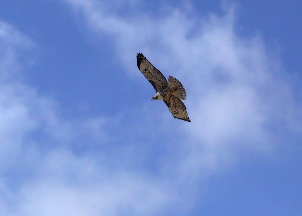Red-tailed Hawk