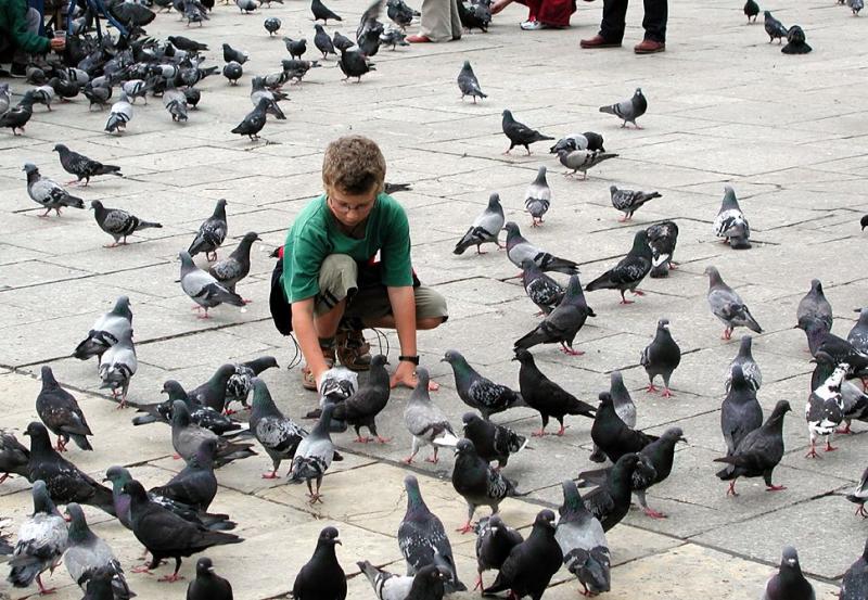 Birds