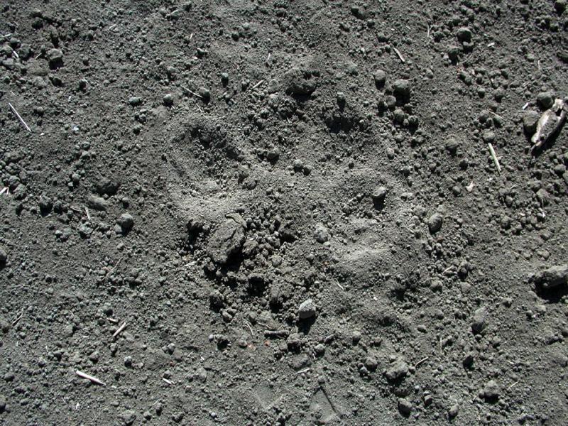 Look around - mountain lion was here