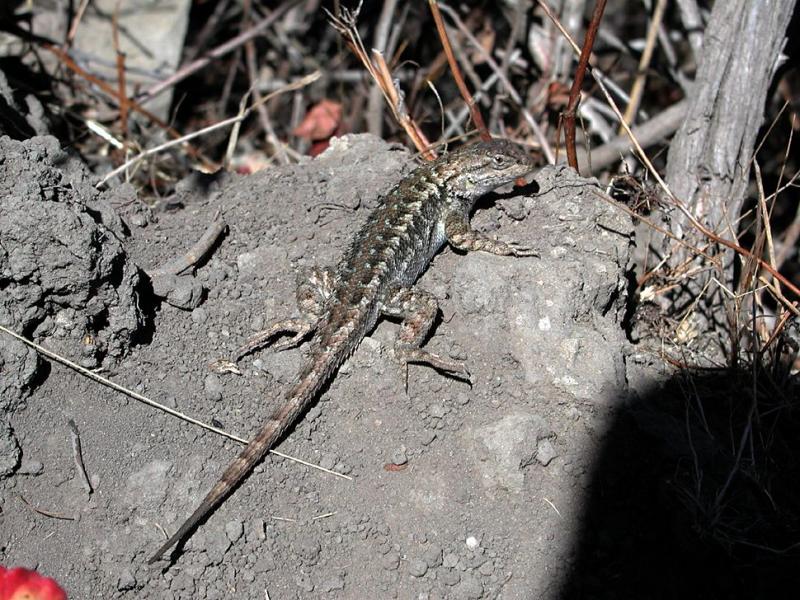 Sagebrush Lizard