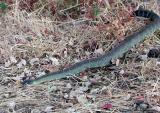 Rattlesnake appearing from under a cover of dry leaves