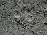 Look around - mountain lion was here