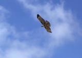 Red-tailed Hawk