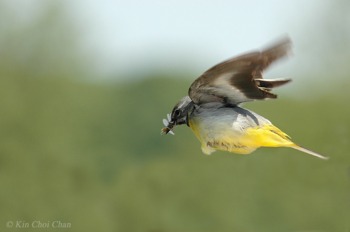 Grey wagtail (Motacilla cinerea)  Male