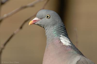 Wood-pigeon (Columba palumbus)