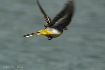 Grey wagtail (Motacilla cinerea)  Male