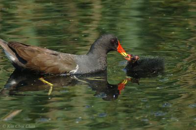 Moorhen (Gallinula chloropus)