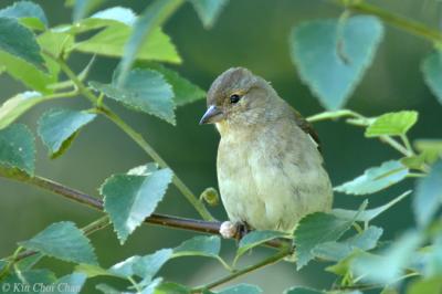 Chaffinch female .jpg