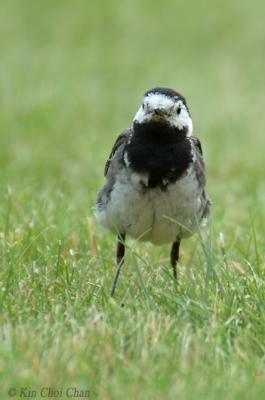 pied_wagtail
