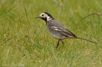 Pied wagtail (Juvenile)