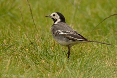 Pied wagtail (Juvenile)