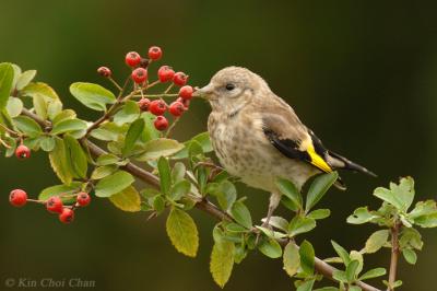 Juvenile Carduelis carduelis