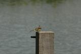 Grey wagtail (Motacilla cinerea)  Male