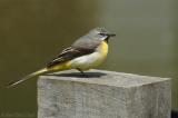 Grey wagtail (Motacilla cinerea)  Male