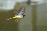 Grey wagtail (Motacilla cinerea)  Male