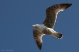 Herring gull