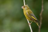 A chatty Greenfinch