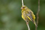 A fluffy Greenfinch