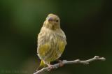 Juvenile Carduelis chloris