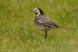 Pied wagtail (Juvenile)