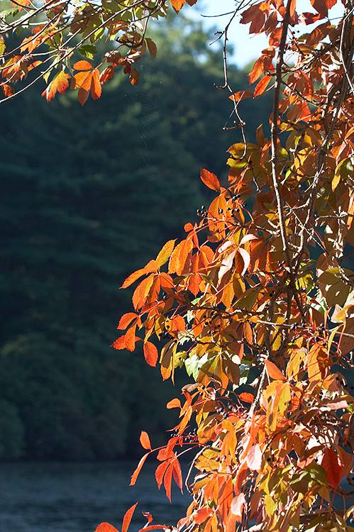 bearmtn-0079.jpg