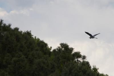 heron.jpg